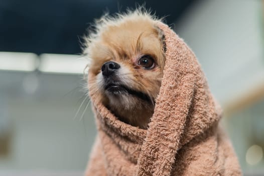 Cute pomeranian wrapped in a beige towel after washing. Grooming salon.