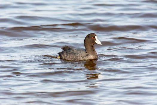 water bird in lake of natural