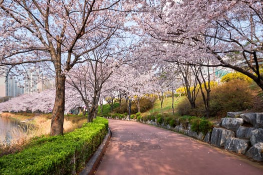 Blooming sakura cherry blossom alley in park