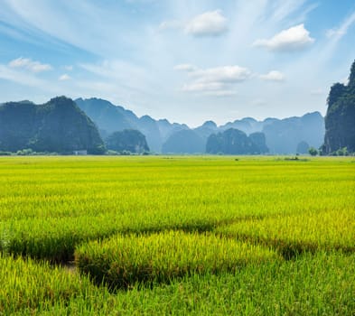 Rice field. Mui Ne