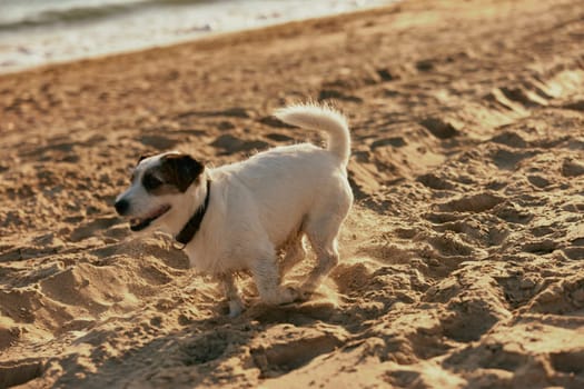 a small, cute, bright dog runs in the summer on the sand