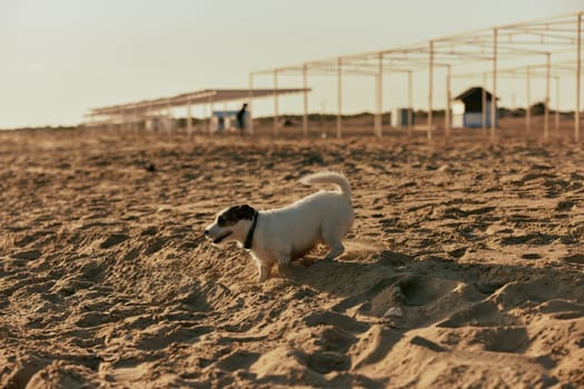 small white dog runs on the sand on the beach
