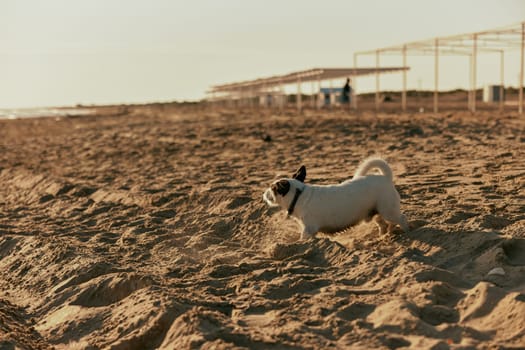 little cute dog runs along the beach during sunset