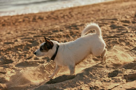 a small, cute, bright dog runs in the summer on the sand