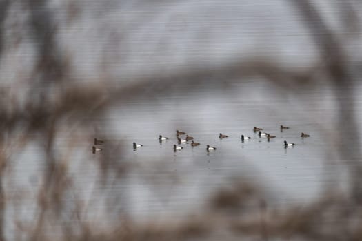 a flock of migratory birds on the water