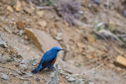 a blue stone thrush perched on a rock