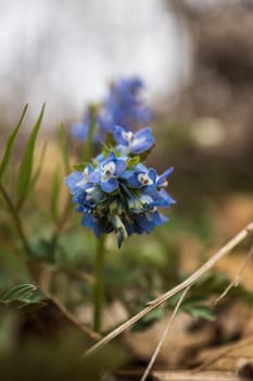 blue flowers in the spring in the forest