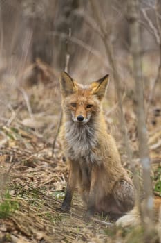 Red fox  in the spring forest