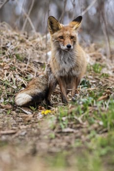 Red fox  in the spring forest