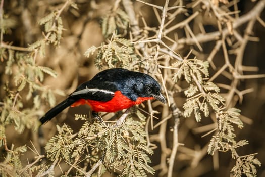 Birds of Kgalagadi transfrontier park, South Africa
