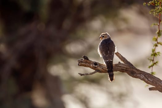 Bird of Kgalagadi transfrontier park, South Africa