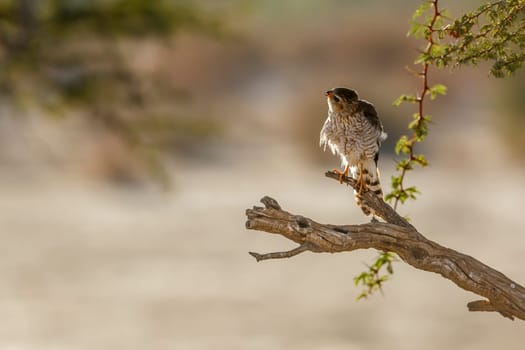 Bird of Kgalagadi transfrontier park, South Africa