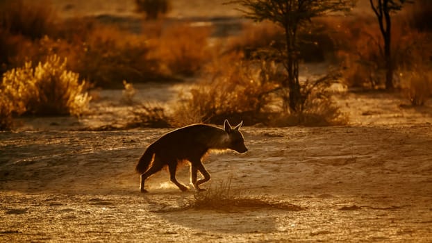 Brown hyena  in Kgalagadi transfrontier park, South Africa