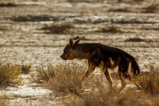 Brown hyena in Kgalagadi transfrontier park, South Africa