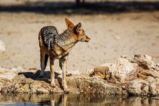 Black backed jackal in Kgalagadi transfrontier park, South Africa