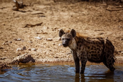 Spotted hyena in Kgalagadi transfrontier park, South Africa