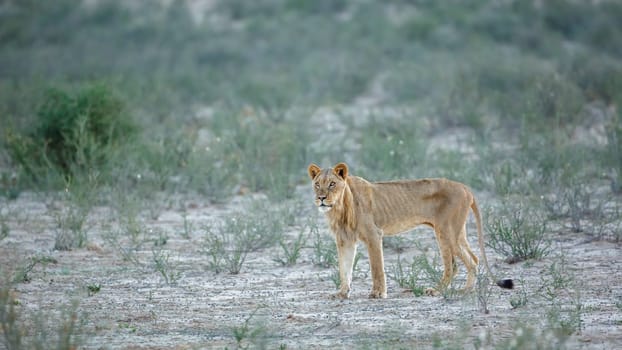 Lion in Kgalagadi transfrontier park, South Africa