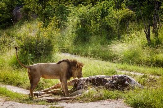 African lion in Kruger national park, South Africa