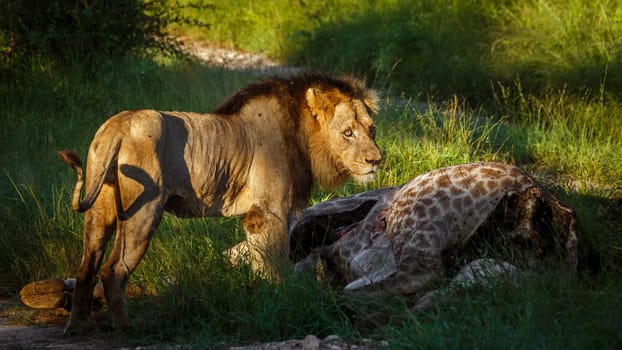 African lion in Kruger national park, South Africa