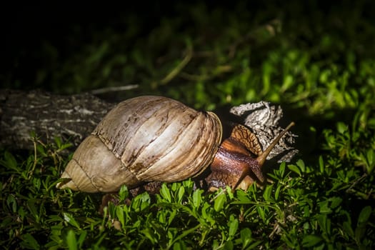 Giant african land snail in Kruger national park, South Africa