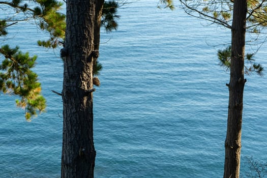 Coniferous trees with pinecones growing on trunk onbackground of sea.