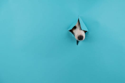 Dog nose from a hole in paper blue background. Copy space.