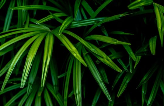 Closeup green leaves of tropical plant in garden. Ornamental plant decor in garden. Green leaf on dark background. Green leaves for spa background. Beauty in nature. Ornamental plants for landscaping.