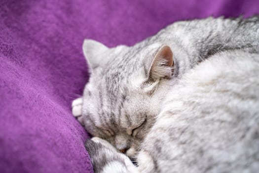 scottish straight cat is sleeping. Close-up of a sleeping cat muzzle, eyes closed. Against the background of a purple blanket. Favorite Pets, cat food.