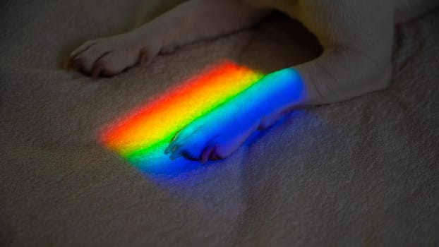 Jack russell terrier dog lies on the bed with rainbow rays on his paw.