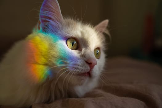 A white fluffy cat lies in the bedroom with a rainbow on its face.