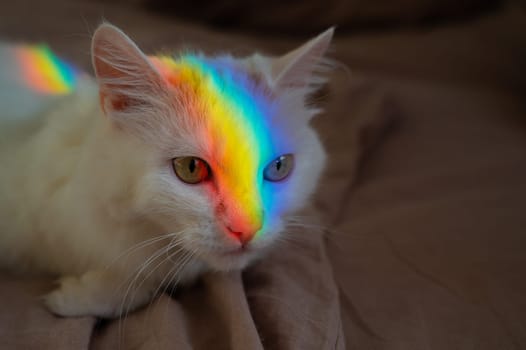 White fluffy cat with a rainbow of light on its face.