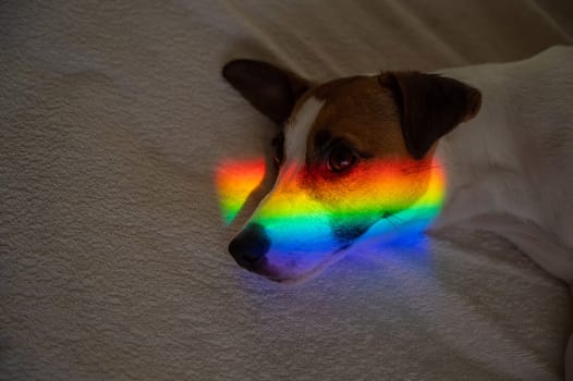 Jack russell terrier dog lies on the bed with rainbow rays on his face.