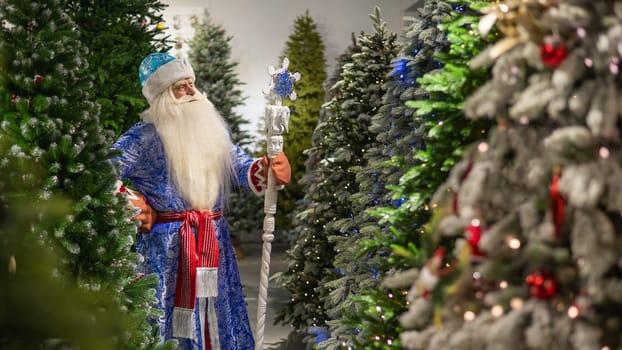 Russian Santa Claus with a staff in a store of artificial Christmas trees.