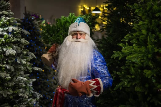 Russian santa claus buys a christmas tree in the store.