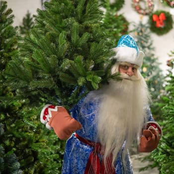 Russian santa claus buys a christmas tree in the store.