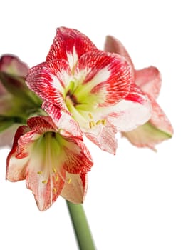 Hippeastrum or Amaryllis flowers ,Pink amaryllis flowers isolated on white background, with clipping path