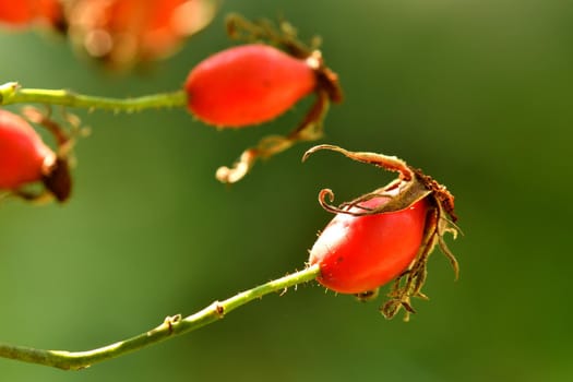 rose hip on a green, empty background