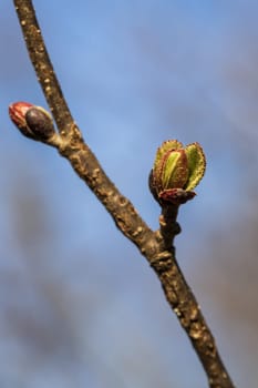Buds on the branches of a tree in early spring close-up