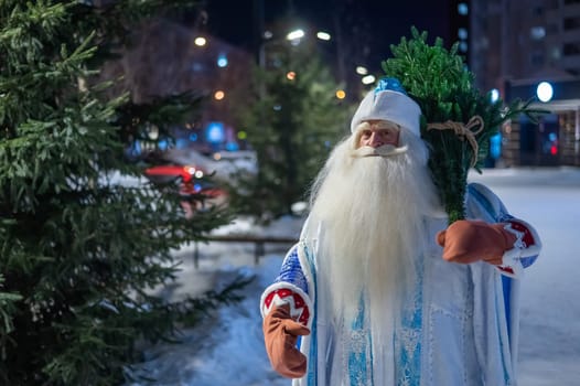 Russian santa claus carries a christmas tree outdoors.