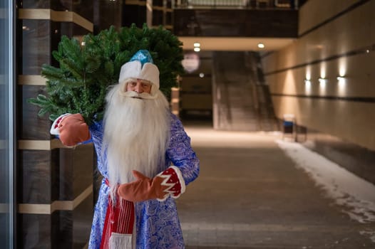 Russian Santa Claus carries a Christmas tree at night outdoors.