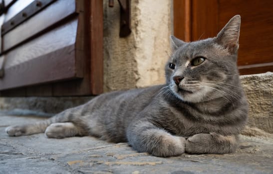 Cat in Kotor, Montenegro