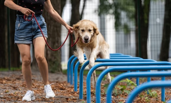 Girl training golden retriever dog