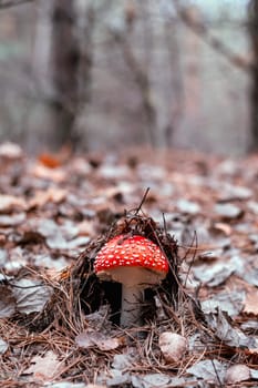 Fly agaric mushroom in the wood