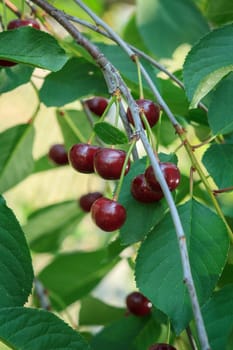 Ripe cherries on the tree in the garden in sunny summer day