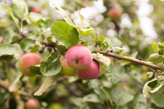 The cultivation of Apple trees in an industrial environment for commercial purposes.