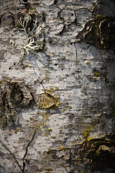 Closeup of white birch bark texture. Suitable for abstract background. Tree with moss on the trunk, macro