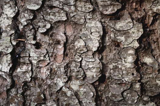 Tree trunk texture. Pine bark close-up, tree bark background