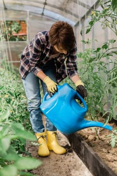 Watering vegetable garden. A woman gardener in gloves waters beds with organic vegetables. Caring for tomatoes plants in home greenhouse.