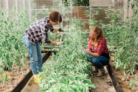 Two women working inside greenhouse garden - Nursery and spring concept