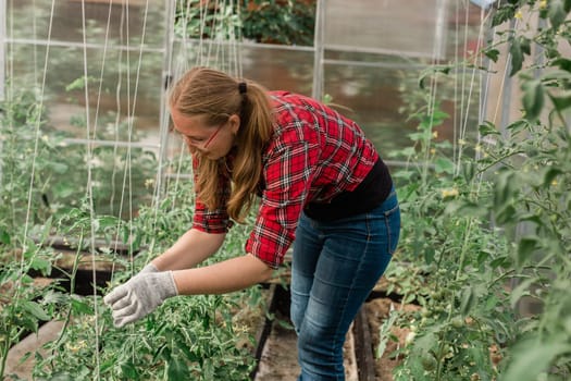 Happy gardener woman in gloves and care tomatoes in greenhouse. Gardening and floriculture. Garden care